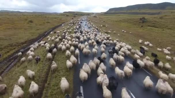Drone Aérien Survolant Troupeau Moutons Sur Une Route Islandaise Drôle — Video