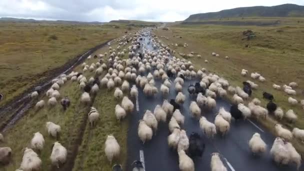 Drone Aéreo Tiro Voando Sobre Bando Ovelhas Uma Estrada Islandesa — Vídeo de Stock