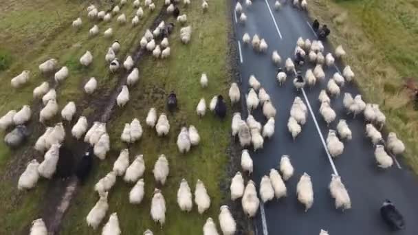 空中ドローンはアイスランドの道路で羊の群れの上を飛んで撮影しました 曇りの日 低高度飛行 — ストック動画