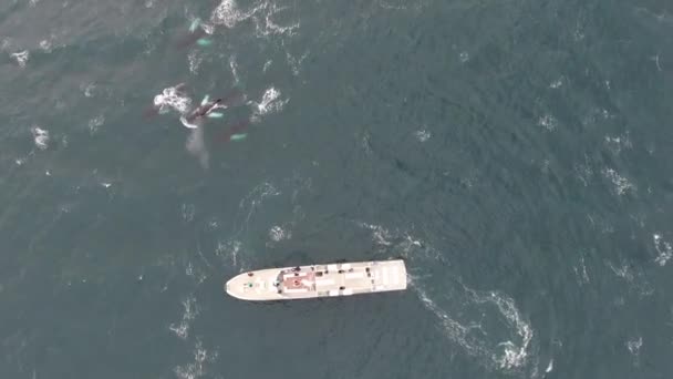 Humpback Velryby Vzduchu Drone Pohled Výlety Lodí Islandu — Stock video