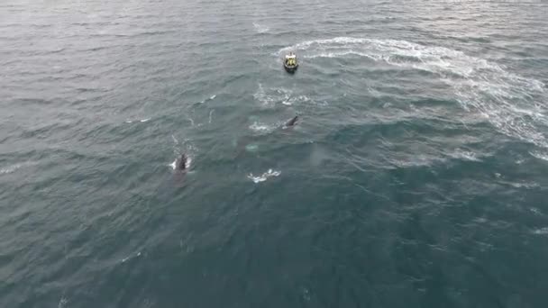 드론으로 혹등고래들이 아이슬란드에서 여행하는 — 비디오
