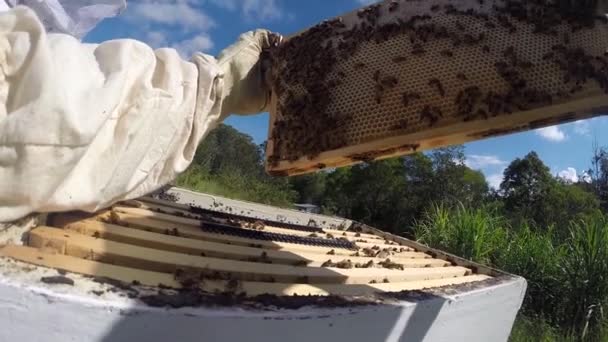 Man putting back in the hive a honey frame with bees in Australia — Stock Video