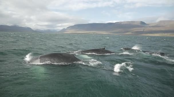 Ballenas Jorobadas Buceando Cámara Lenta Islandia Vista Desde Barco — Vídeo de stock