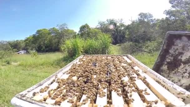 Muž otevírá úl a kouří včely před sklizní medu. — Stock video