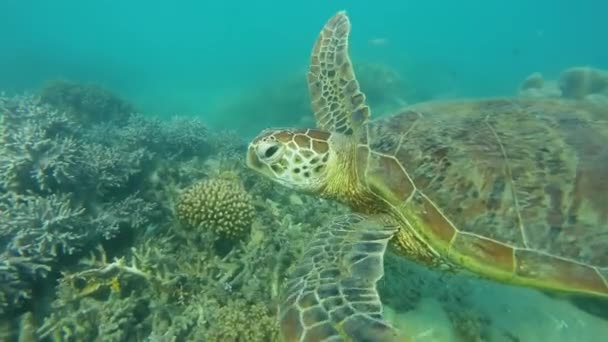 Tartaruga Incrível Nadando Com Raios Sol Oceano Austrália — Vídeo de Stock