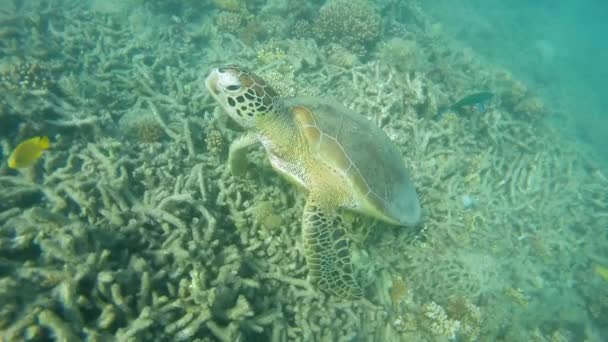 Increíble Tortuga Nadando Con Rayos Sol Océano Países Bajos — Vídeo de stock