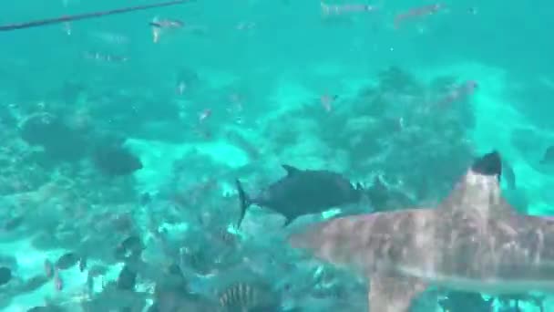 Lots of tropical fishes and sharks in French polynesia, underwater shot — Stock Video