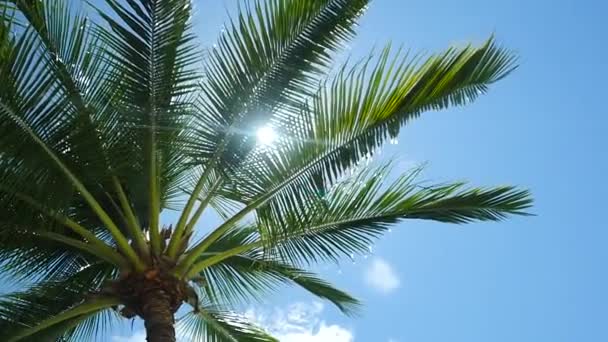 Palmera Debajo Cámara Lenta Ubicación Polinesia Francesa Moorea Día Soleado — Vídeo de stock