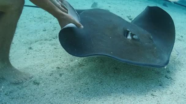 Man petting a stingray underwater shot in slow motion. Clear water — Stock Video