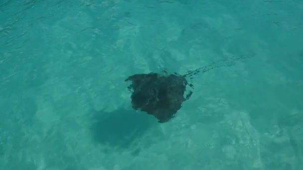 Stingray κολύμπι σε μια σαφή λιμνοθάλασσα γαλλική πολυνησία. — Αρχείο Βίντεο