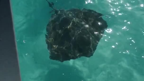 맑은 물에서 헤엄치고 있는 흰 가오리, 배에서 내려다볼 때의 모습 — 비디오