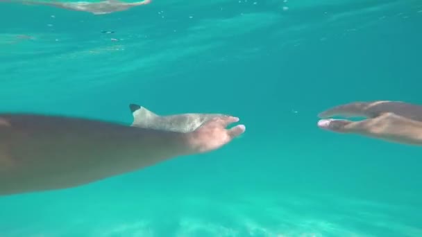 Mann schwimmt und berührt Schwarzspitzenhai in Moorea. — Stockvideo