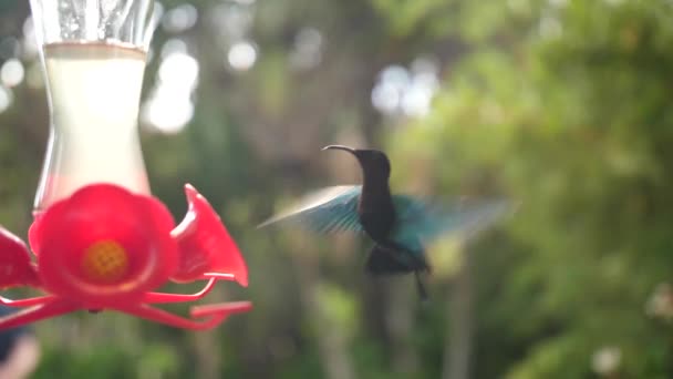 Increíble Pájaro Tarareando Mirando Cámara Los Ojos Néctar Volador Bebedor — Vídeos de Stock