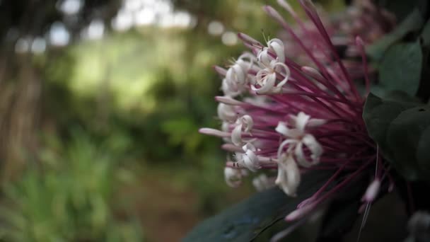 Hermosa Flor Cerca Jardín Balata Martinica — Vídeo de stock