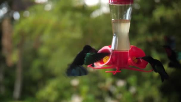 Increíble Pájaro Tarareando Mirando Cámara Los Ojos Néctar Volador Bebedor — Vídeos de Stock