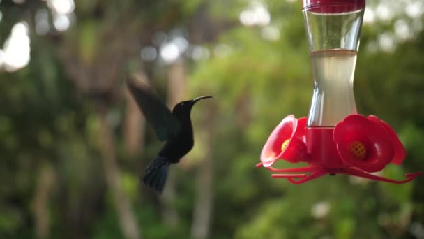 Muhteşem Uğultulu Kuş Kameranın Gözünün Içine Bakıyor Uçuyor Nektar Içiyor — Stok video