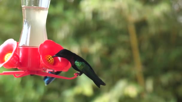 Erstaunlicher Kolibri Der Kamera Die Augen Schaut Fliegen Und Nektar — Stockvideo