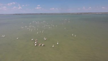 Flamingolar üzerinde uçan insansız hava aracı atışı. Güneşli öğleden sonra, orta yükseklikte uçuş.