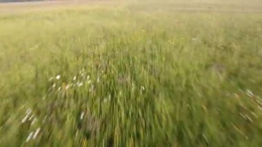 Fransa 'da buğday tarlası üzerinde İHA uçuşu.