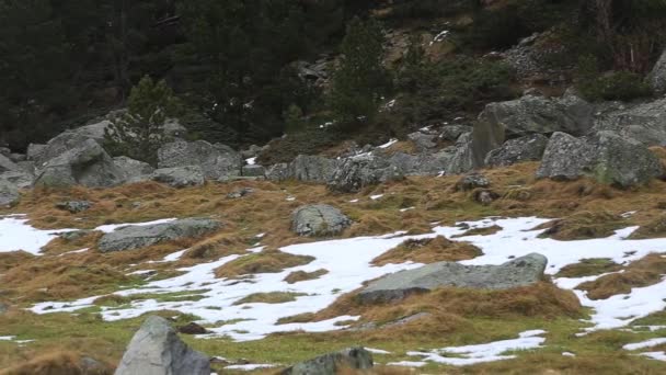 Peu de chamois courent vers une colline aux rochers et à la neige. — Video