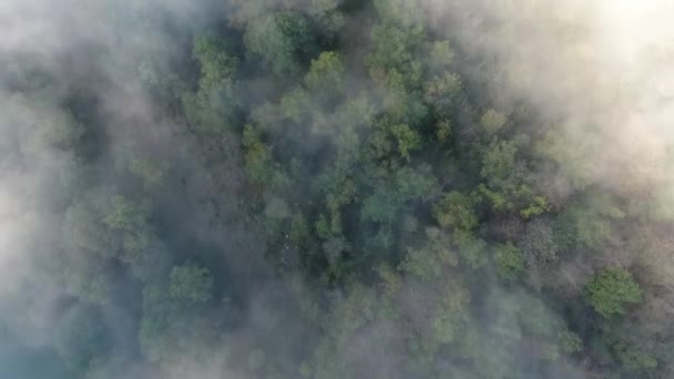 Mística Vista Aérea Nublada Sobre Bosque Vercors Francia Mañana Soleada — Vídeo de stock