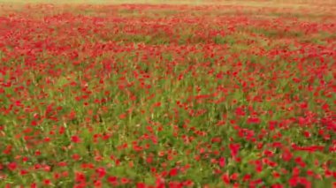İHA, Fransa 'nın güneyinde bulutlu bir öğleden sonra haşhaş tarlasında alçaktan uçtu. Güzel renkli manzaralı.