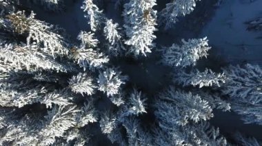 Fransız Alpleri 'nde karlı bir kozalaklı orman üzerinde dikey hava manzarası, la plagne. Orta irtifaya alçal.