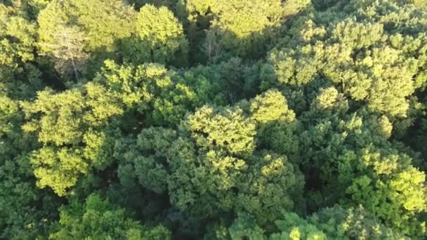 Volando Sobre Bosque Francia Atardecer Disparo Drones Baja Altitud — Vídeos de Stock