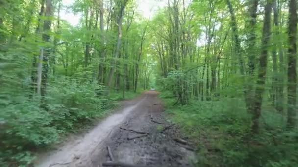 美丽的无人驾驶飞机在森林小径上飞行 — 图库视频影像