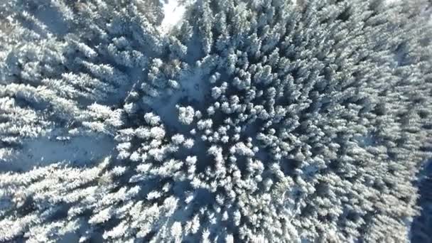 Vertikální Letecký Výhled Zasněžený Jehličnatý Les Francouzských Alpách Plagne Střední — Stock video