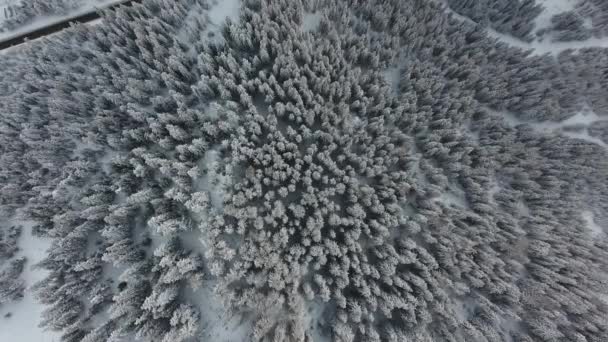 フランスアルプス プラーニュの雪に覆われた森の上の垂直方向の空中ビュー 針葉樹 — ストック動画