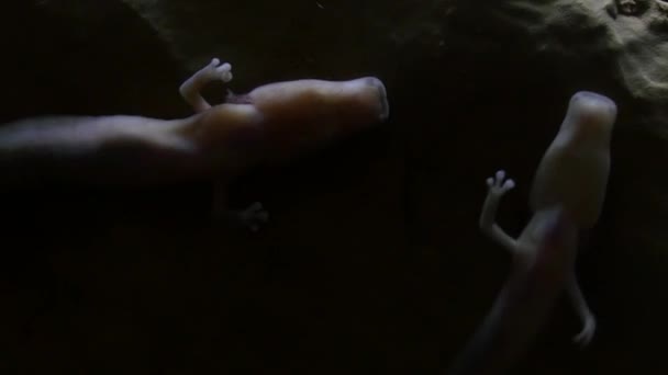 Duas salamandras raras em cavernas de Choranche. — Vídeo de Stock