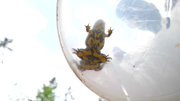 앰 플 렉서스중에 2 개의 노란 배 렛 두꺼비. 투명 한 양동이 밑에서 바라봄 — 비디오