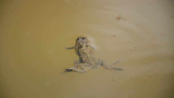 池の中のアンプスの間に二つの黄色の腹が立つヒキガエル — ストック動画