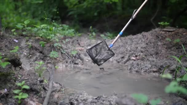 Спіймати Жабу Жовтого Кольору Посадковою Сіткою Ставку — стокове відео