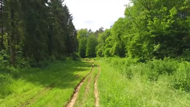 Dwóch Naukowców Chwytających Żółtą Ropuchę Lesie Verdun Drone — Wideo stockowe