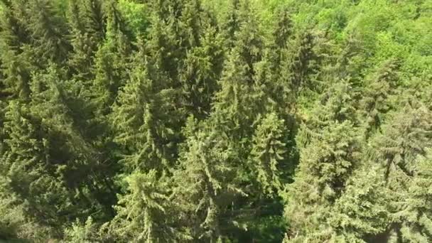 Drone View Alla Scoperta Dei Lavoratori Forestali Nella Foresta Verdun — Video Stock