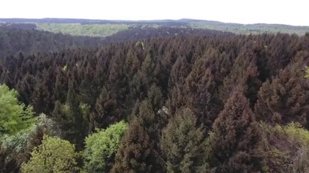 Bosque Verdún Por Abetos Drones — Vídeos de Stock