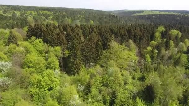 Volando Sobre Bosque Con Abetos Abetos Frondosas Por Dron Hora — Vídeos de Stock