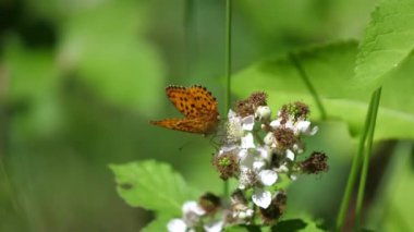 Argynnis Kelebeği Verdun ormanındaki çiçeklerin üzerinde. Lorraine, Fransa.