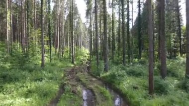 İnsansız hava aracıyla ağaçların arasında uçmak, Spruce Ormanı 'nda çamurlu bir yol, Verdun, Lorraine