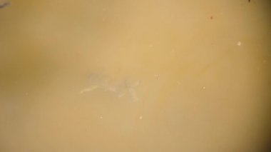 Su birikintisinde yüzen iki sarı karınlı kurbağa. Verdun Ormanı, Lorraine, Fransa.