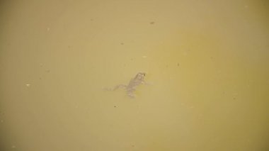 Gölette yüzen sarı karınlı kurbağa. Verdun Ormanı, Lorraine, Fransa.