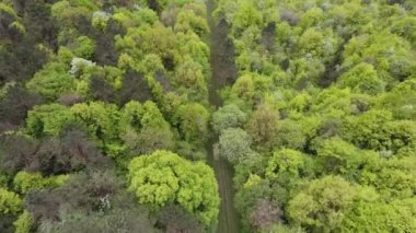 Verdun Lorraine 'deki orman yolu Fransa insansız hava aracı görüntüsü