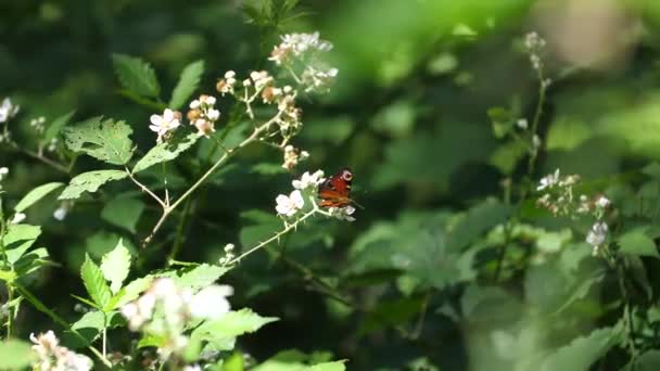 Butterflys Verdun Forest Lorraine Γαλλία — Αρχείο Βίντεο