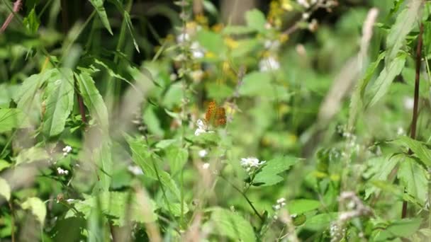 Πεταλούδα Argynnis Στο Δάσος Verdun Lorraine Γαλλία — Αρχείο Βίντεο