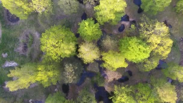 Drone Vertical Disparó Sobre Bosque Ww1 Agujeros Concha Llenos Agua — Vídeos de Stock