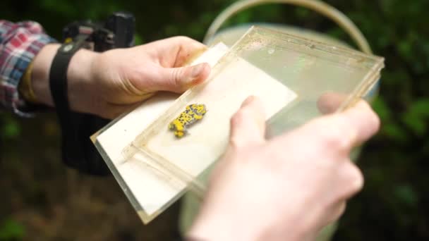 Жовтий жаба у справі компакт-диска для наукових цілей . — стокове відео