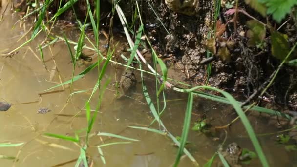Gulmagade paddor som tar ett solbad i en damm med växtlighet. Verdun skog — Stockvideo