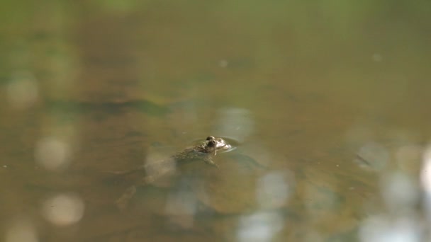 黄腹蛤蟆在池塘里眨眼.法国洛林Verdun森林. — 图库视频影像